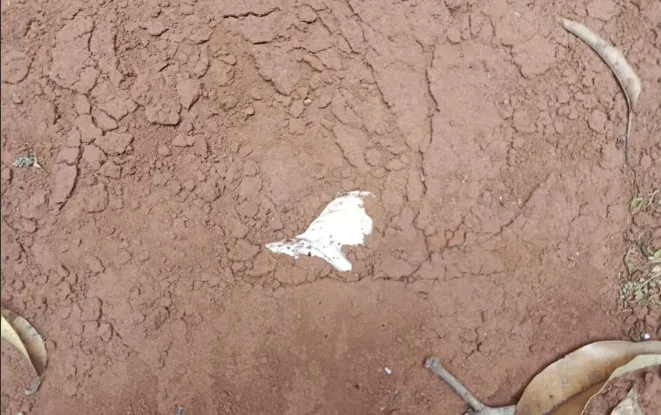 Local onde bebê foi enterrado - Reprodução