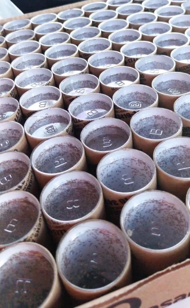 De joaninhas a microvespas, mais de 153,8 milhões de insetos auxiliam na proteção natural de florestas da Suzano em MS