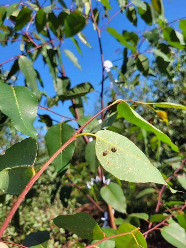 De joaninhas a microvespas, mais de 153,8 milhões de insetos auxiliam na proteção natural de florestas da Suzano em MS